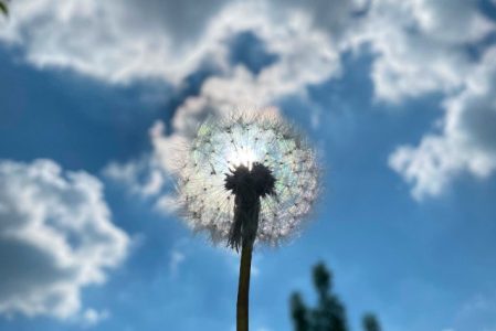 Coaching Pusteblume
